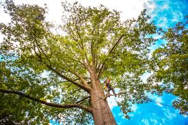 Trusted Terra Alta, WV Tree Care Experts